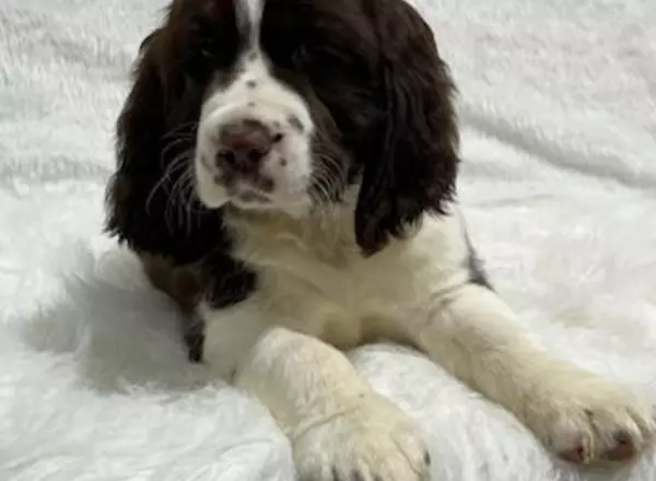 English Springer Spaniel - Koby