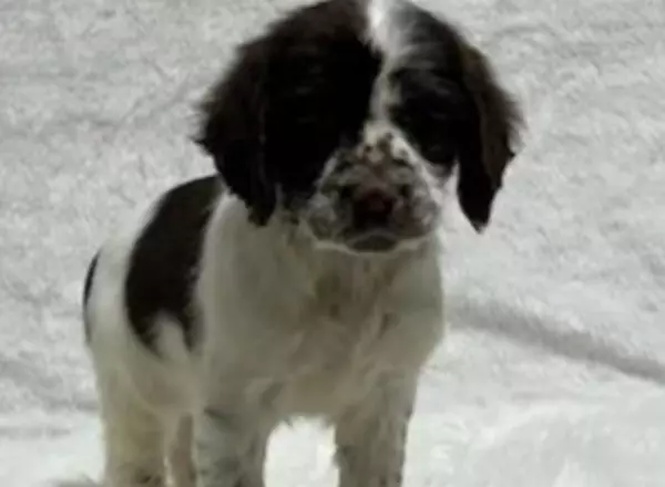 English Springer Spaniel - Koko