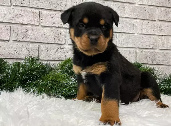 Rottweiler - Daisy