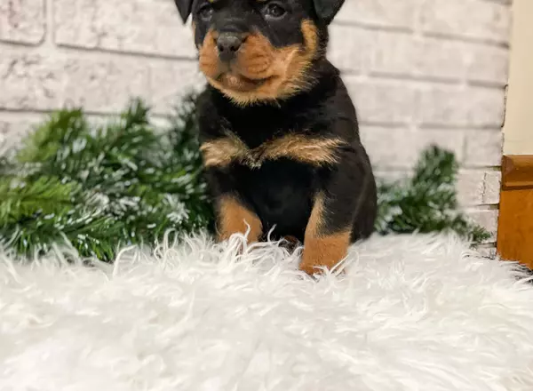 Rottweiler - Penny