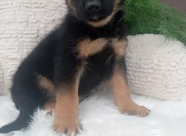 German Shepherd - Bruno