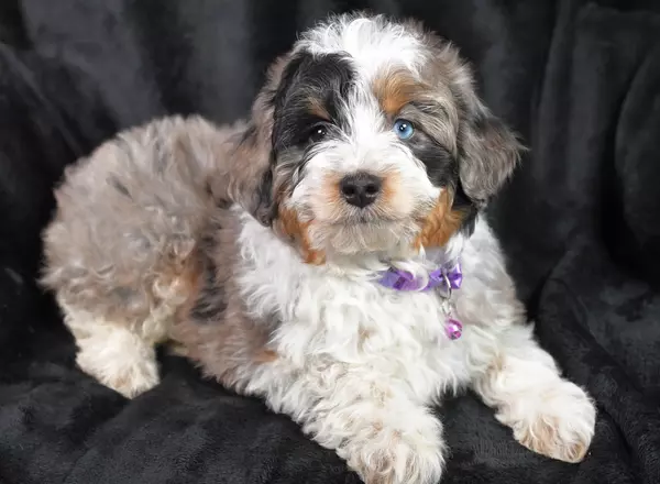 Aussiedoodle - Bubbles