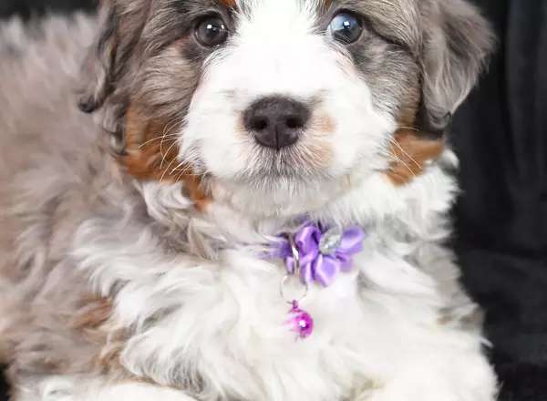Aussiedoodle - Bluebell
