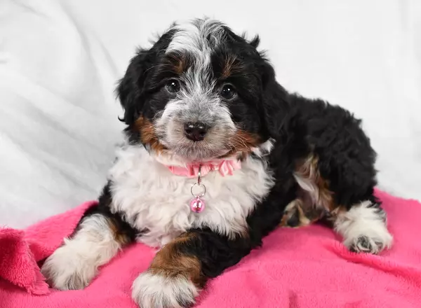 Aussiedoodle - Bella