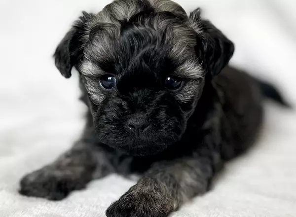 Shihpoo - Pico