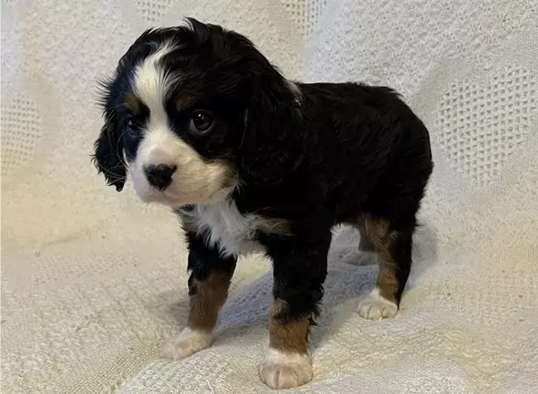 Mini Bernese Mountain Dogs - Bernie