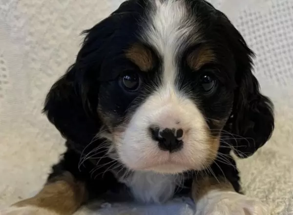 Mini Bernese Mountain Dogs - Buddy