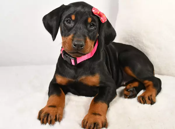 Doberman Pinscher - Molly