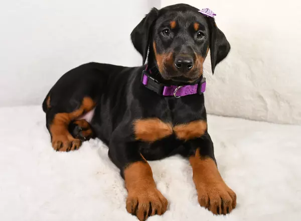 Doberman Pinscher - Maddie