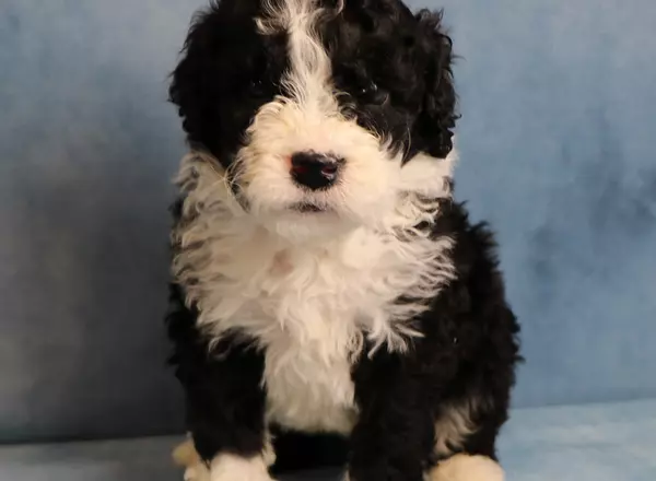 Portuguese Water Dog - Mickey