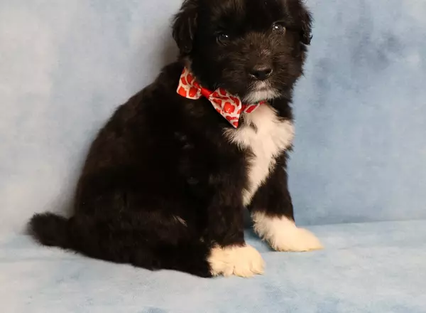 Portuguese Water Dog - Westley
