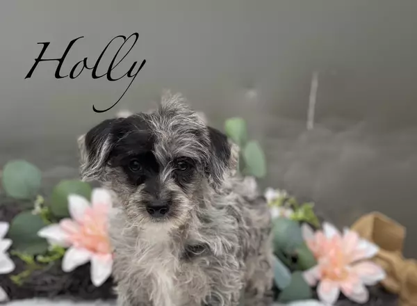Schnoodle - Holly
