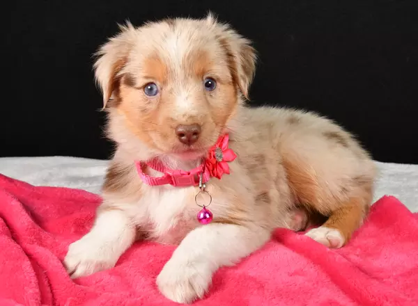 Miniature Australian Shepherd - Shelly