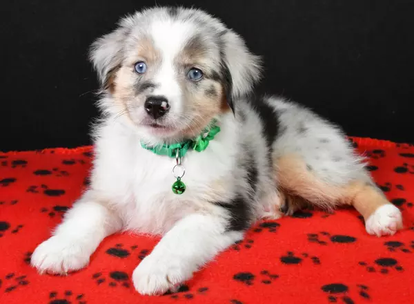 Miniature Australian Shepherd - Sawyer