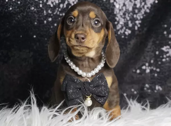 Dachshund - Ducky