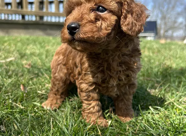 Toy Poodle - Toby
