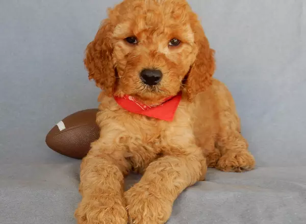 Goldendoodle - Max (medium)