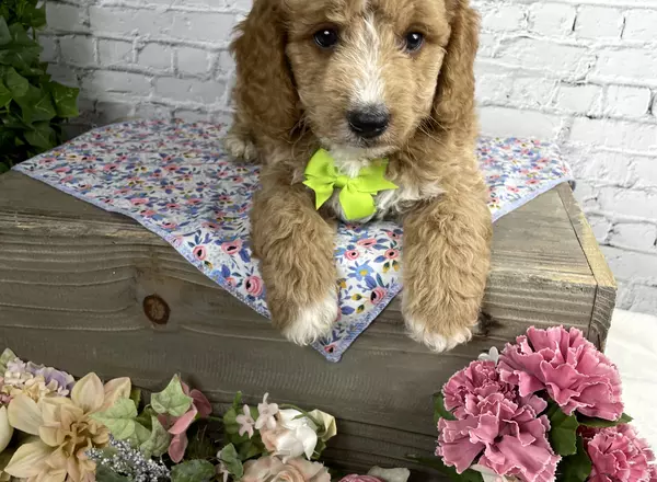 Goldendoodle - Wyatt