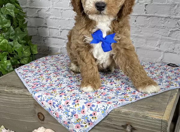 Goldendoodle - Wally