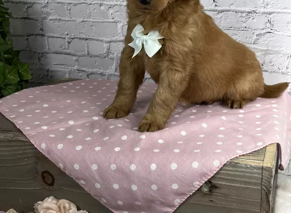 Goldendoodle - Wendy