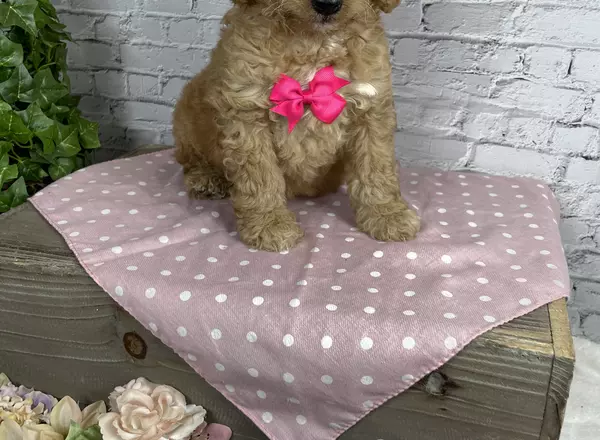 Goldendoodle - Wanda