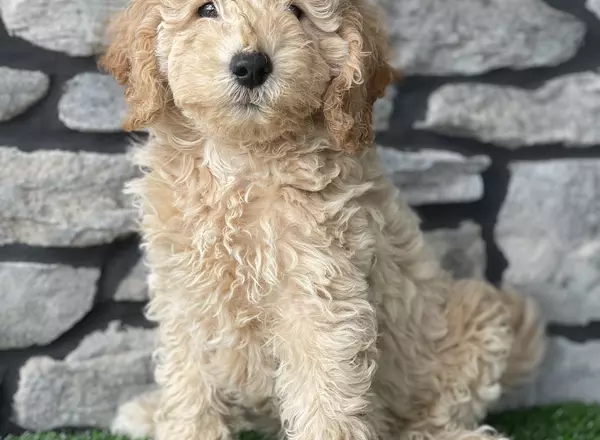 Mini Goldendoodle - Ralphy