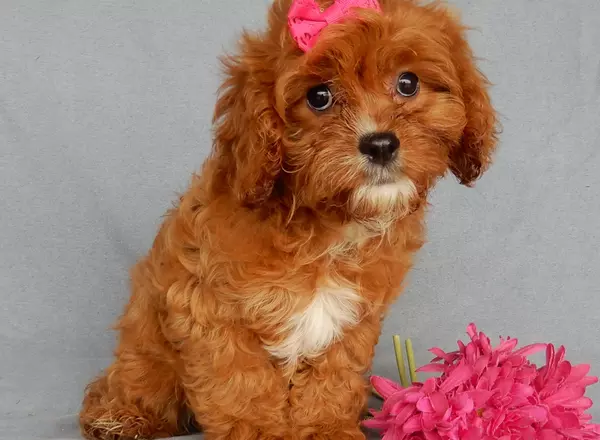 Cavapoo - Ellie