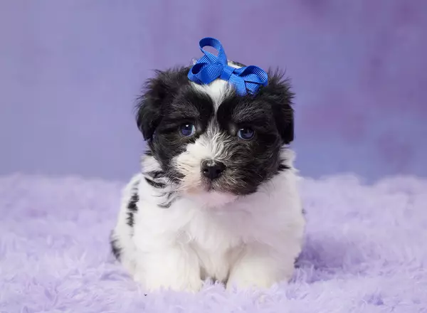 Havanese - NIXON