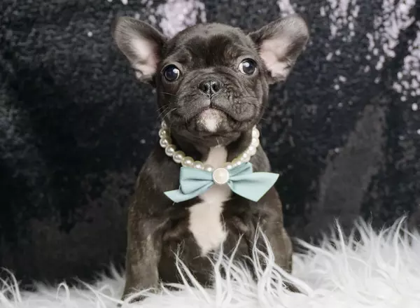 French Bulldog - Ladysparkle