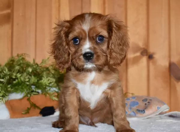 Cavalier King Charles Spaniel - Chance