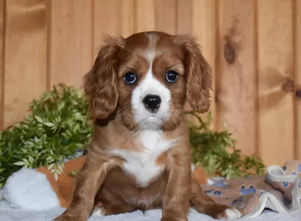 Cavalier King Charles Spaniel - Cade