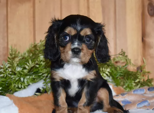 Cavalier King Charles Spaniel - Cody