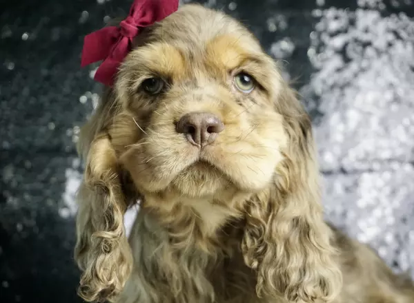 Cocker Spaniel - Coco Chanel