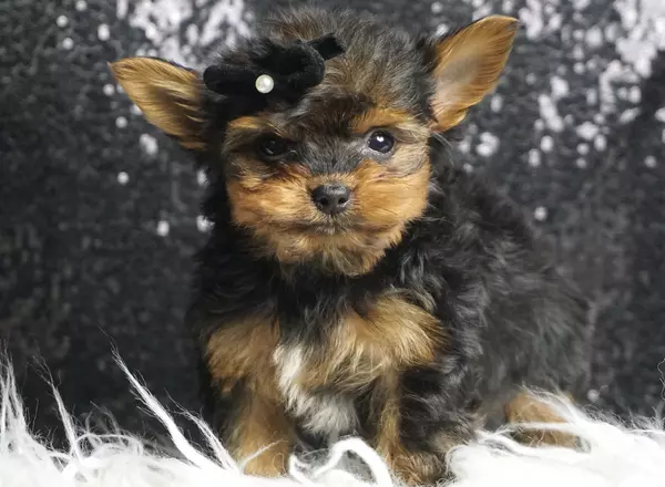 Yorkshire Terrier - Gioavanni