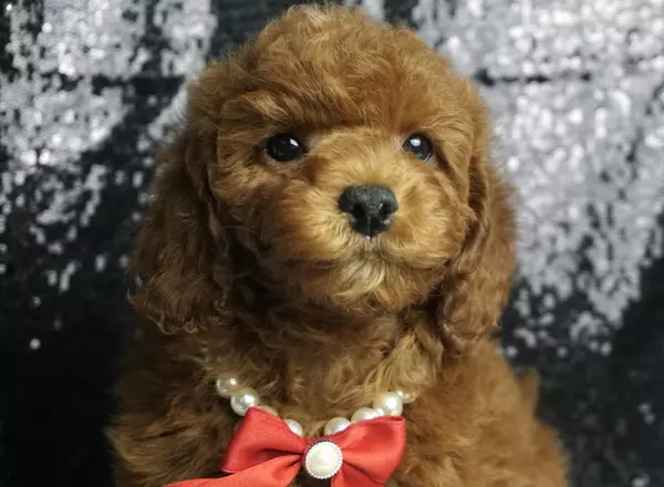 Miniature Poodle - Bryciepoo