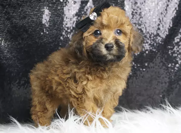 Miniature Poodle - SnickerDoodle