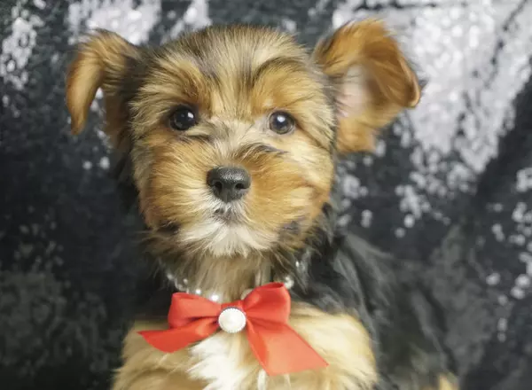 Yorkshire Terrier - Gizmo