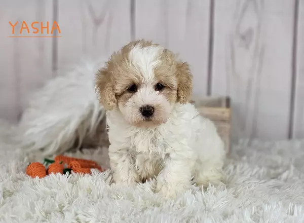 Maltipoo - YASHA