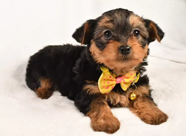 Yorkiepoo - Liam