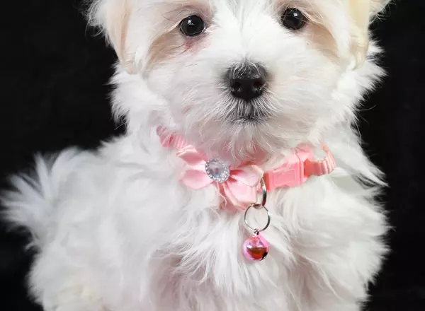 Maltese - Cookie