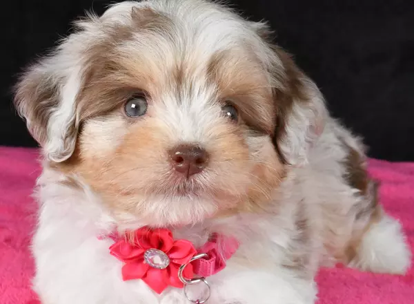 Mini Aussiedoodle - Coco