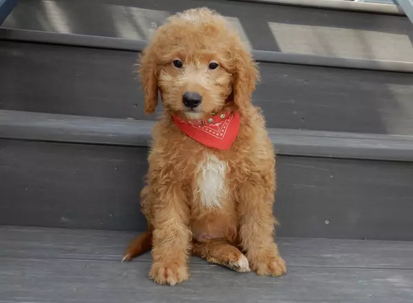 Mini Goldendoodle - Sparky