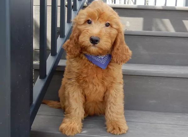 Mini Goldendoodle - Buster
