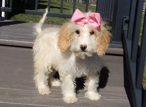 Mini Aussiedoodle - Abby