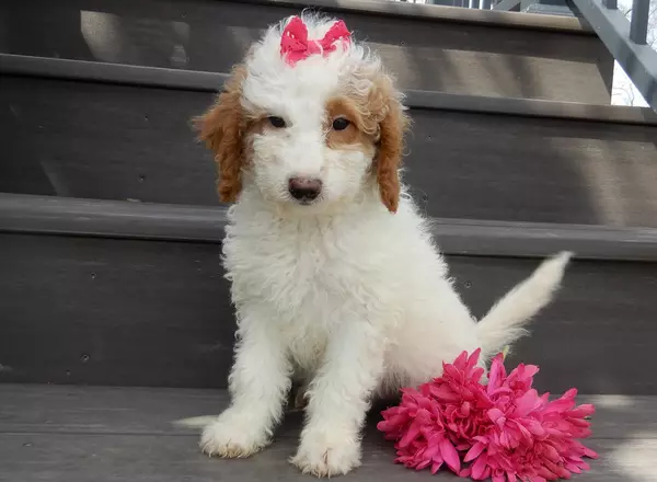 Mini Goldendoodle - Blossom