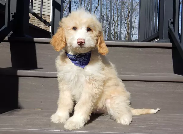 Mini Aussiedoodle - Brody