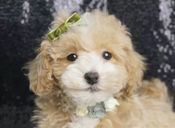 Maltipoo - Roryroo