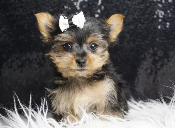 Yorkshire Terrier - Skeeter