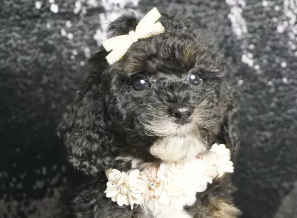 Miniature Poodle - Aquamarine