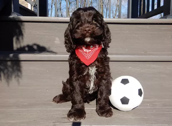 Cockapoo - Oliver